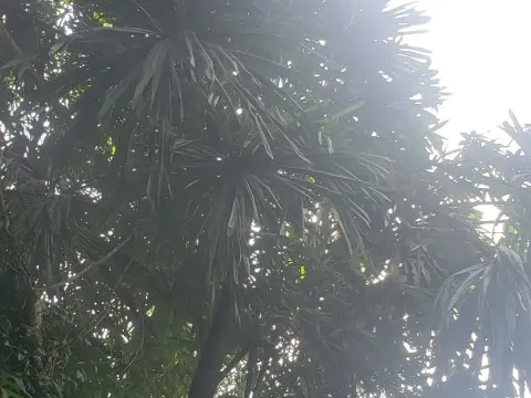 Borassodendron