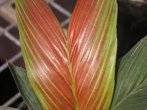 Calyptrocalyx