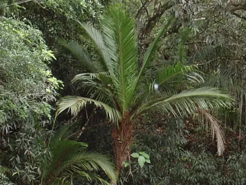 Calyptronoma