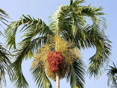 Carpentaria