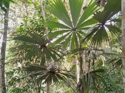 Chelyocarpus