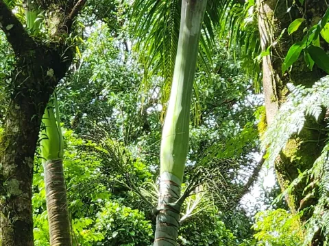 Clinostigma