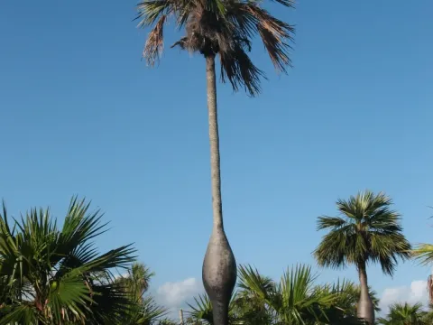Colpothrinax