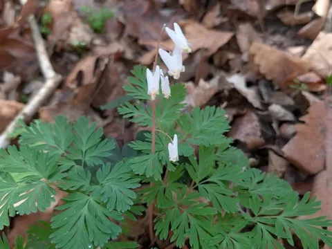 Dicentra