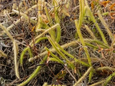 Lycopodiella