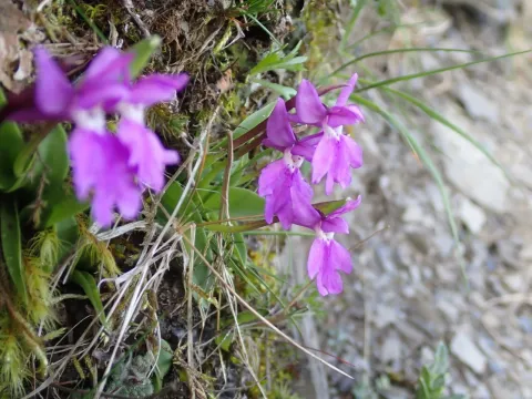 Amitostigma