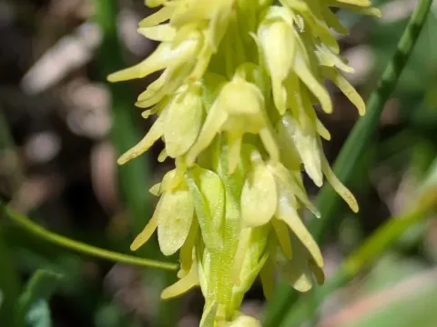 Herminium
