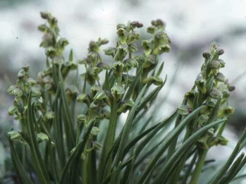 Chamorchis