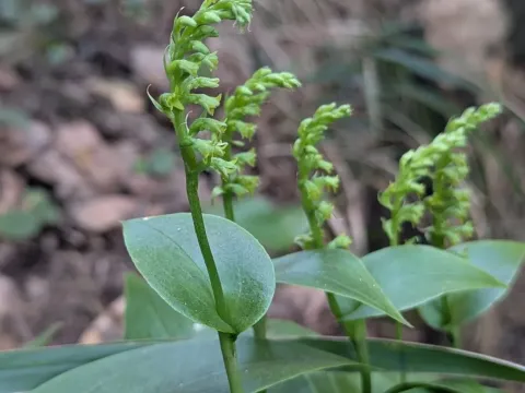 Gennaria
