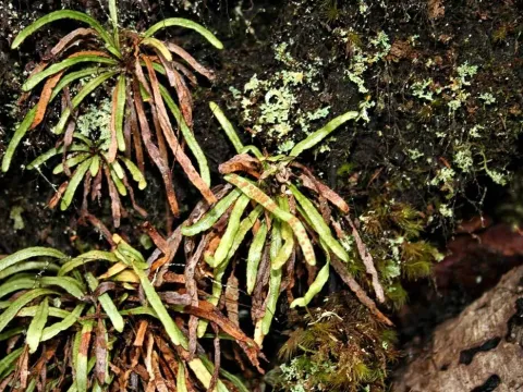 Ceradenia
