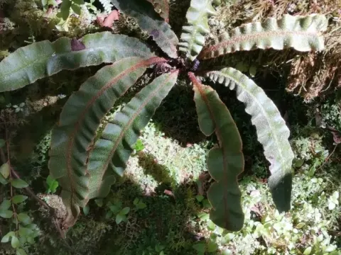 Elaphoglossum