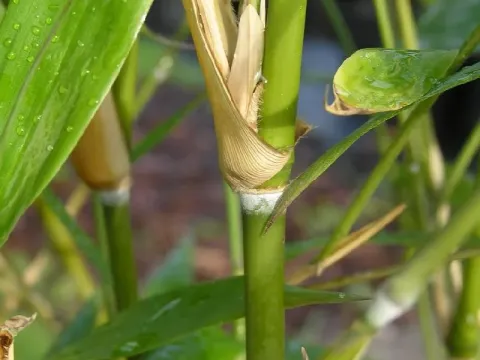 Acidosasa