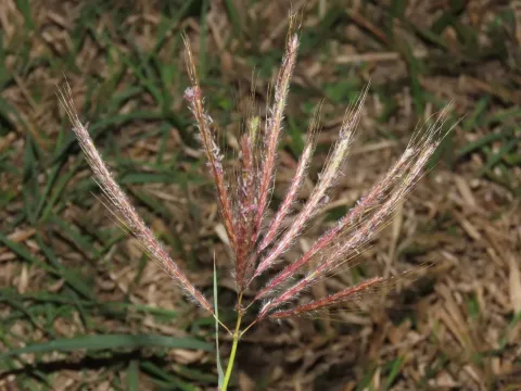 Dichanthium papillosum