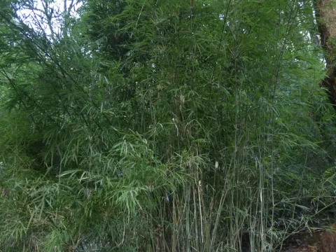 Drepanostachyum