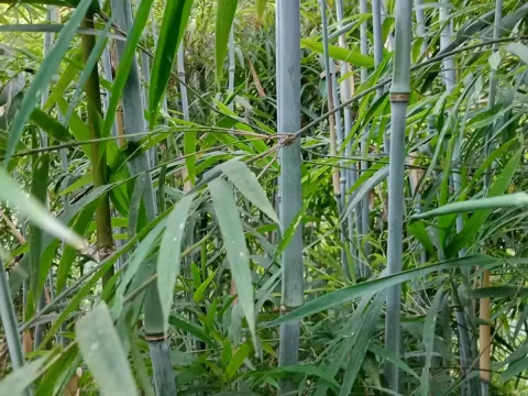 Himalayan Bamboo