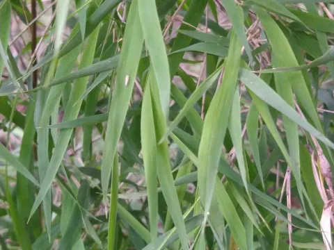 Otatea