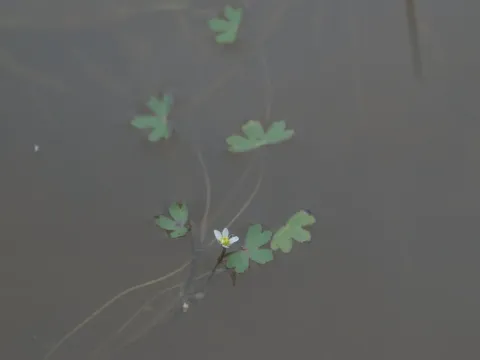 Three-lobed crowfoot