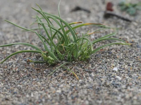 Ammochloa