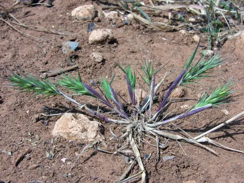 Crithopsis