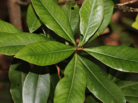 Heberdenia