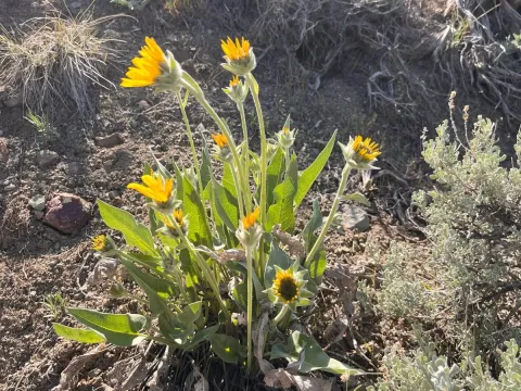 Wyethia