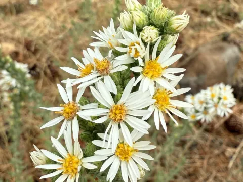 Symphyotrichum falcatum