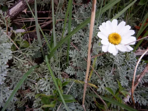 Anthemis cupaniana