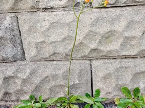 Hawkweed