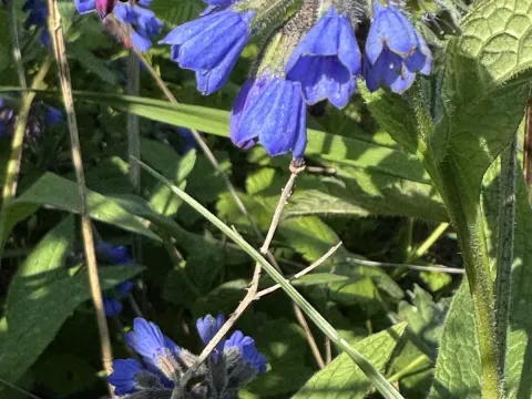 Caucasian comfrey