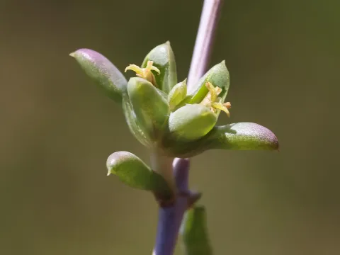Нукулярия