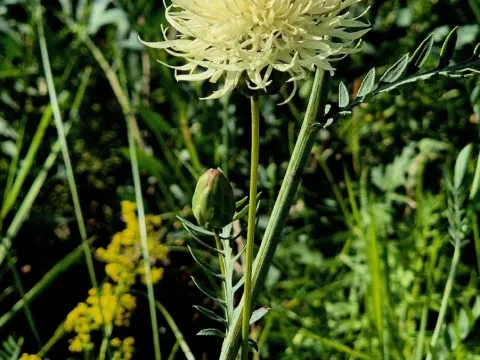 Rhaponticoides