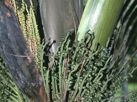 Dictyosperma
