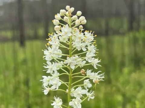 Stenanthium densum