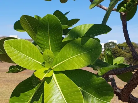 Himatanthus