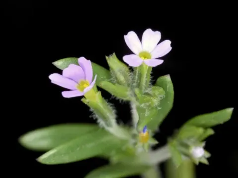Microsteris