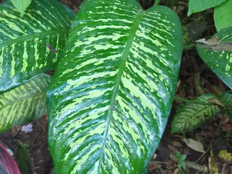 Dieffenbachia