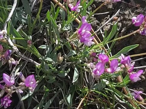Spatulate-leaved milkvetch