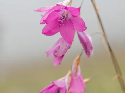 Dierama