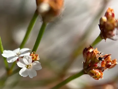 Stipulicida