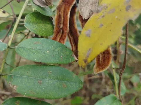 Мукуна