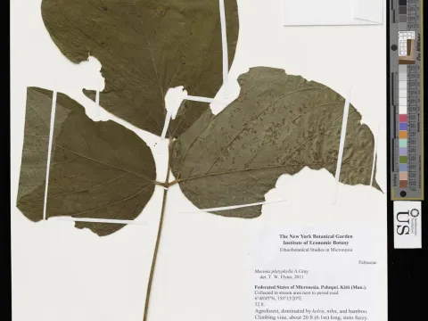 Mucuna platyphylla
