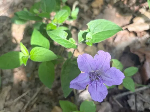 Ruellia pedunculata