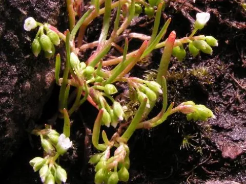 Montiastrum
