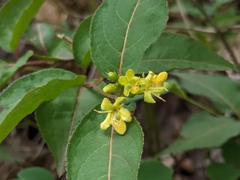 Diervilla
