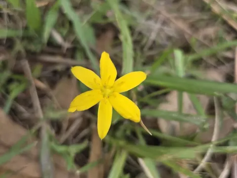Yellow star grass