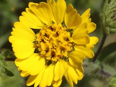 Deinandra