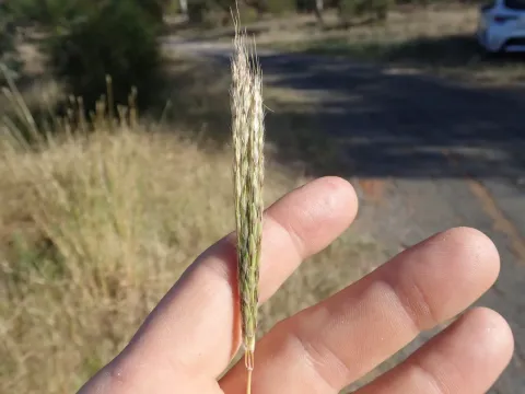 Bothriochloa biloba