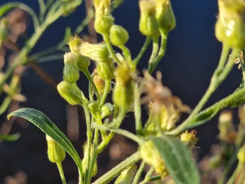 Sumatran fleabane
