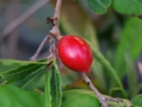 Saffron plum
