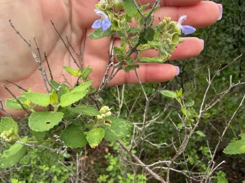Ballota-leaf sage